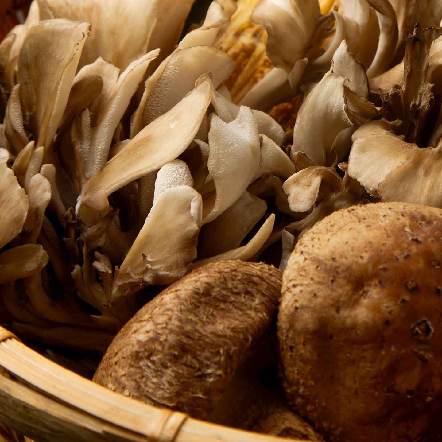 椎茸の栽培の様子
