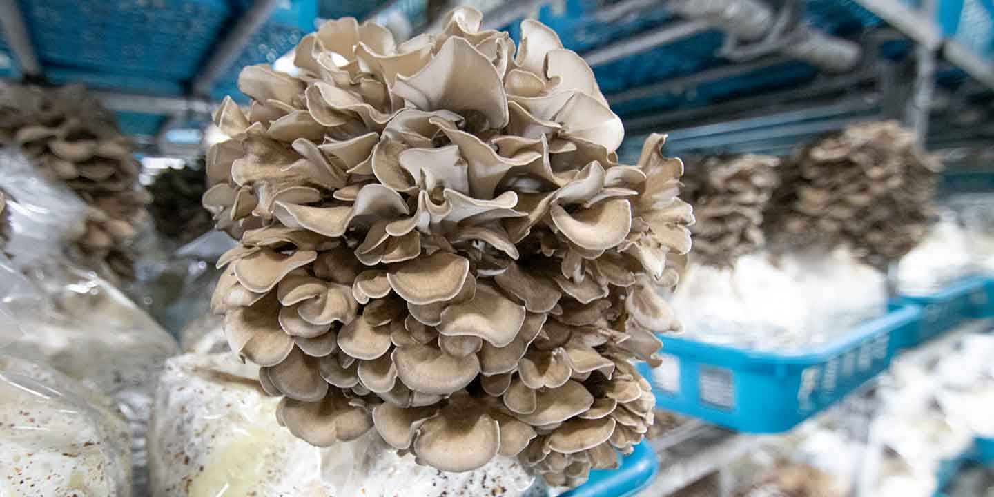 舞茸の栽培の様子